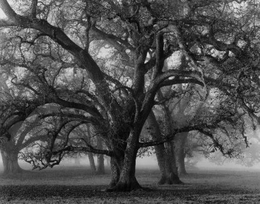 Ансель Адамс